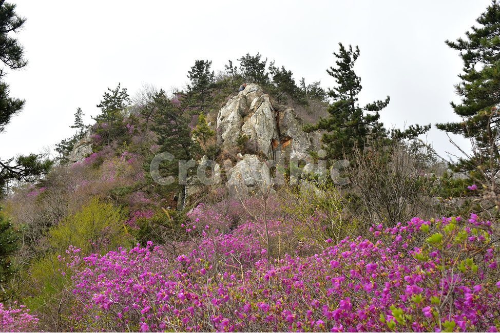 주작산,덕룡산,종주,진달래,풍경,기암,바위,비경,봄풍경,진달래꽃,강진,명산,산행,등산,마운틴,힐링,mountain,landscape,자연,natural,봄,계절,spring,season,자연,풍경,nature,landscape,한국자연풍경,한국자연경관,korea nature landscape,plant,식물,tree,나무