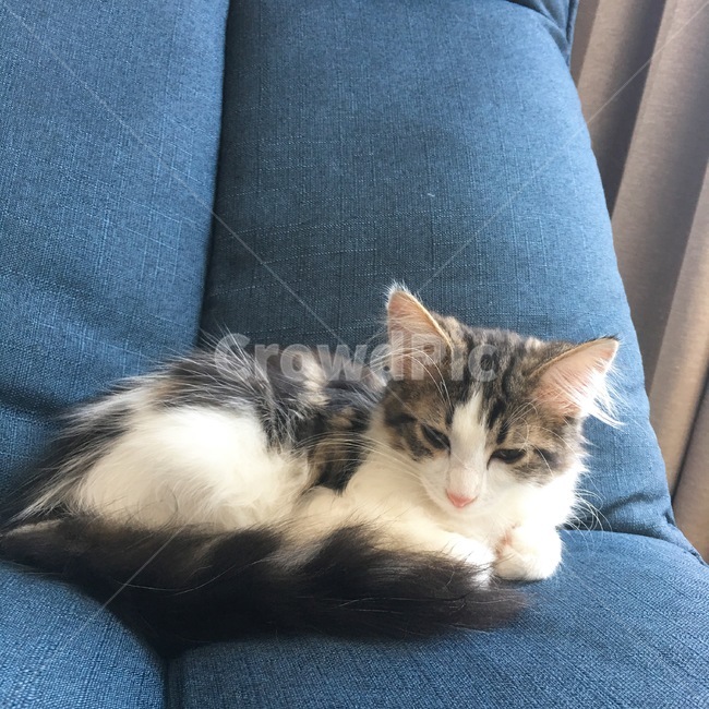 furniture,가구,couch,고양이,cat,귀여운,아기고양이,kitten,동물,animal,포유류,mammal,고양이,cat,kitten,kitty
