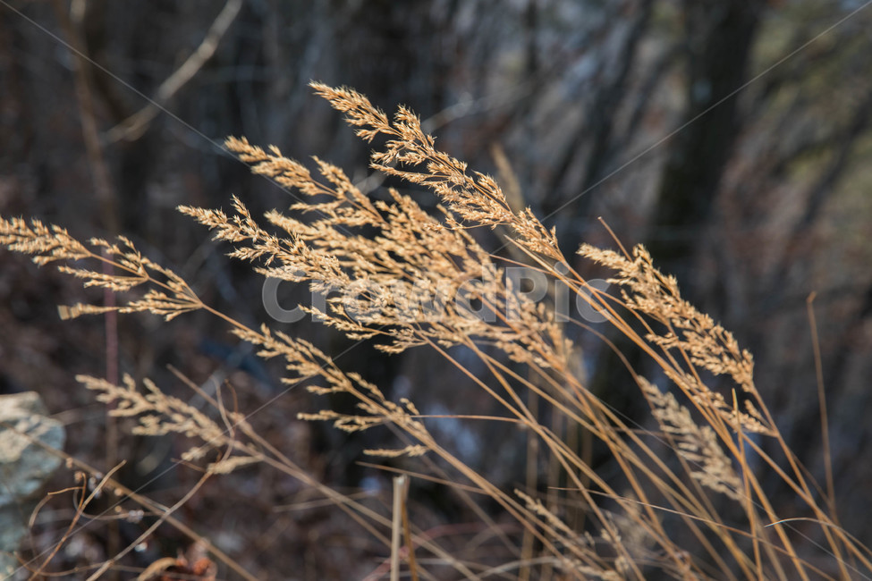 겨울,바람,겨울바람,보리,날림,식물,자연,plants,nature