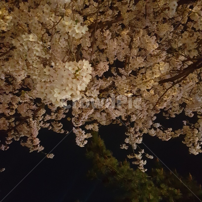 4월,봄,벚꽃,cherryblossoms,밤