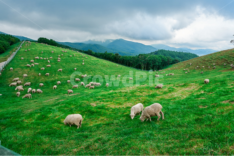양,양떼목장,강릉,양양,강원도,하늘목장,구름,풍경,산업,industry,industrial,목축업,목장,livestock farming,ranching,pasture