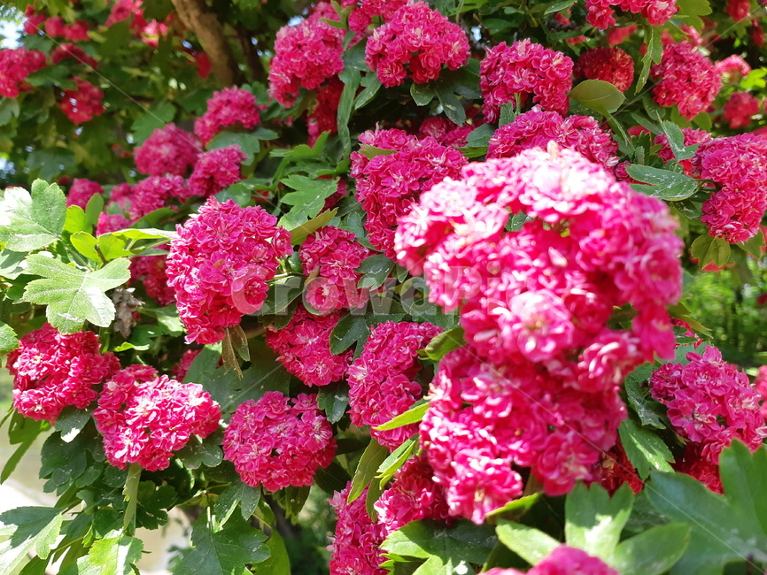 flower,꽃,식물,plant,산사화,식물,자연,plants,nature,꽃,flower