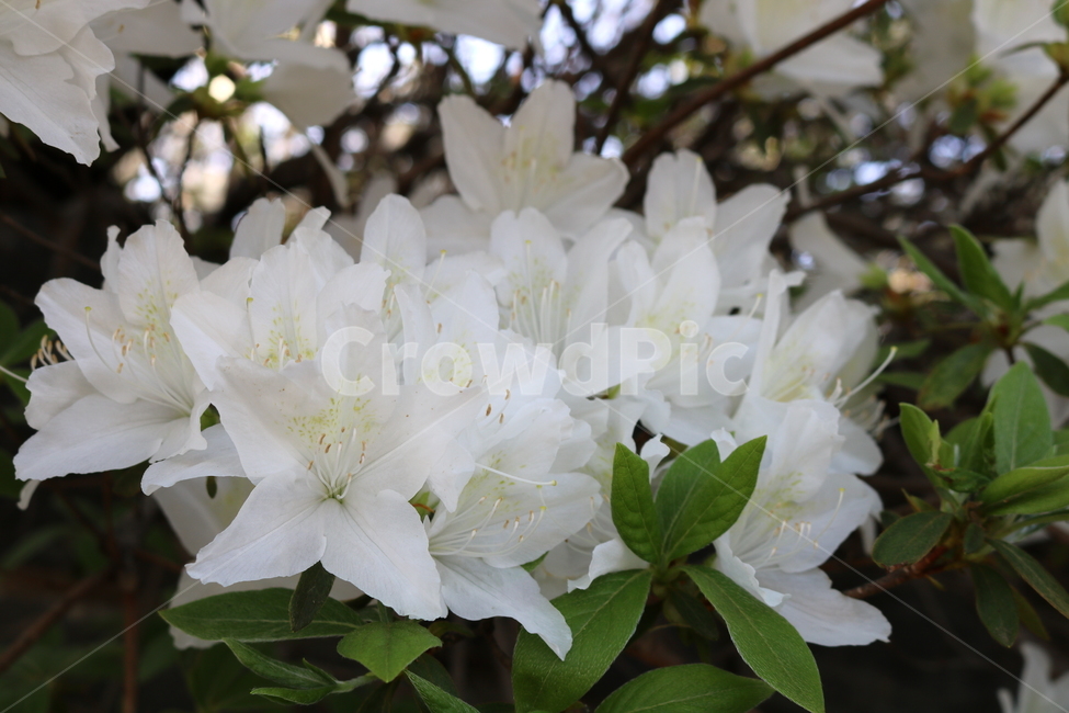 꽃,철쭉,철쭉꽃,진달래,식물,나무,흰꽃,자연,봄,식물,자연,plants,nature,꽃,flower