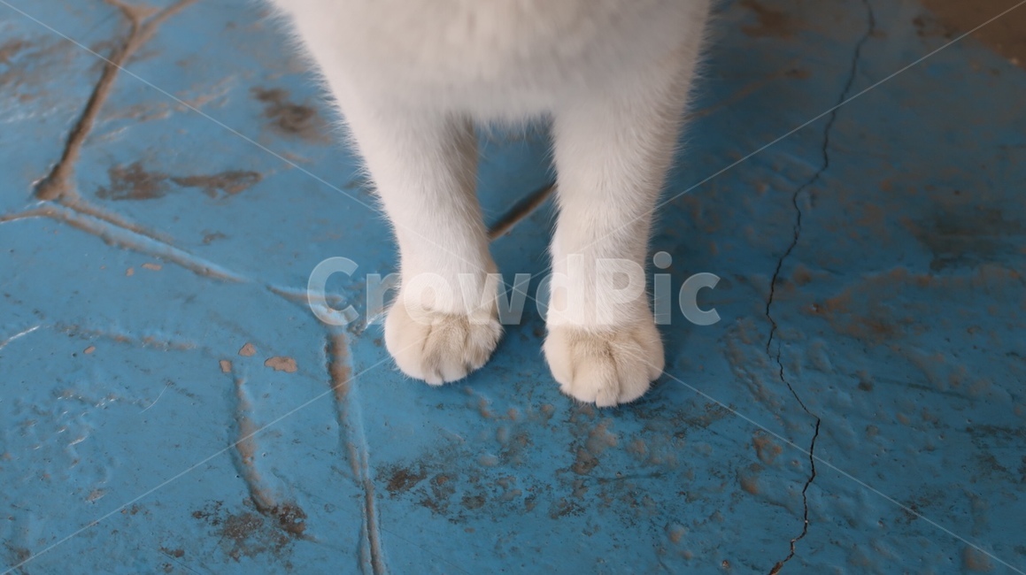 고양이,고양이발,고양이손,동물손,동물,냥이,야옹,야옹이,동물,animal,포유류,mammal,고양이,cat,kitten,kitty