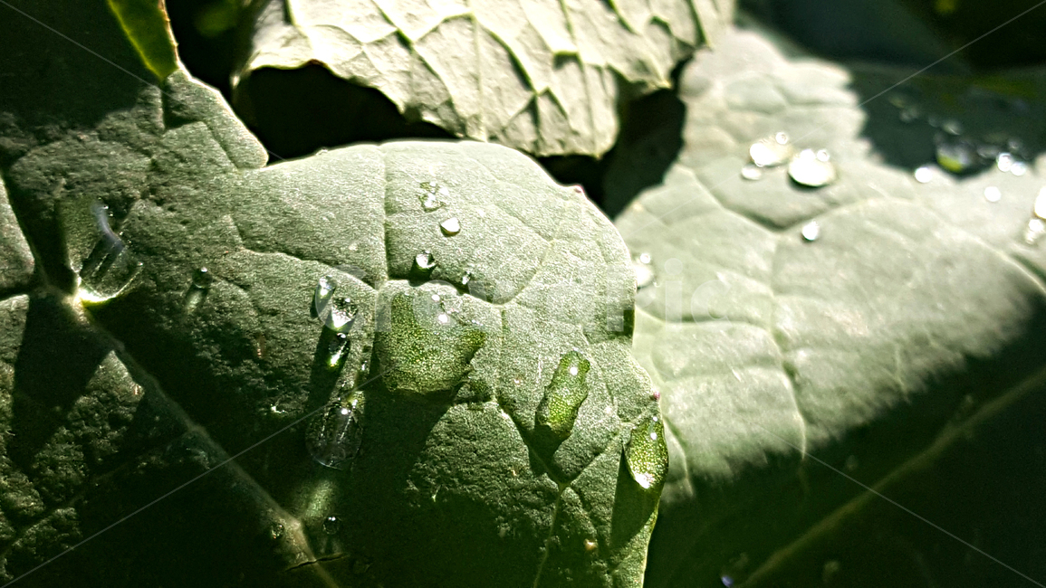 유채,빗방울,비,유채잎,식물,잎,leaf,plant,물방울,작은물방울,자연