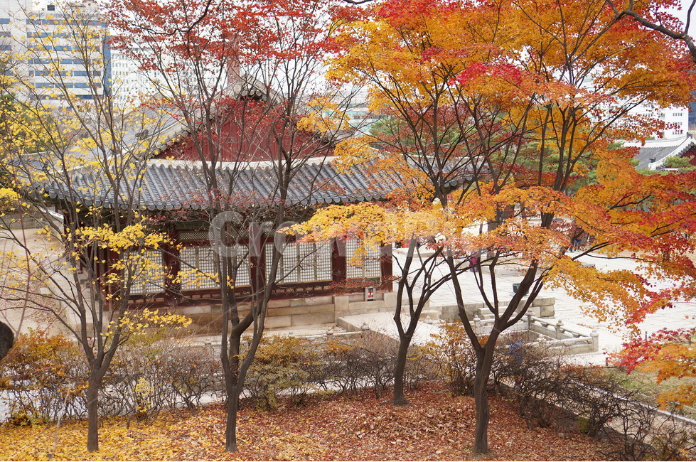 단풍나무,단풍잎,낙엽,단풍,창덕궁단풍,가을,가을낙엽,나무,식물,가을단풍,창덕궁,가을,계절,fall,autumn,season,tree,plant,maple