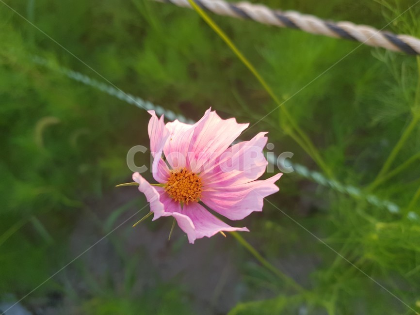 코스모스,plant,식물,꽃,cosmos