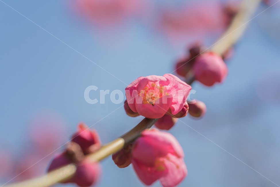 꽃,홍매화,봄,자연,접사,매화,꽃사진,풍경,봄,계절,spring,season,식물,자연,plants,nature,꽃,flower,감성,sensible,feeling,plant