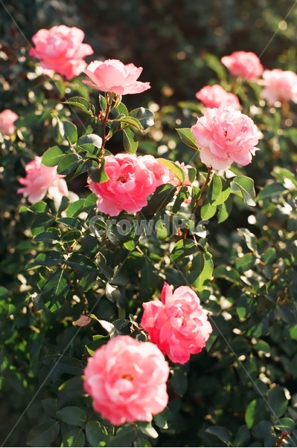 꽃,장미,flower,rose,분홍,핑크,film,필름,낮,day,오후