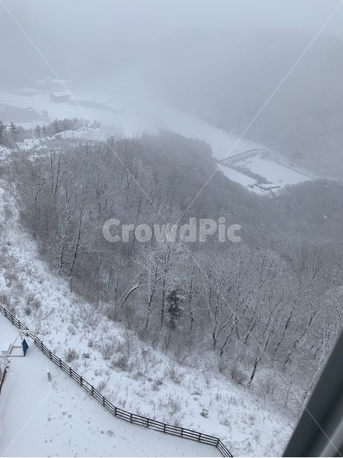 눈,한방눈,소나무,겨울,안개,겨울,계절,winter,season,자연,풍경,nature,landscape,outdoors,옥외,snow