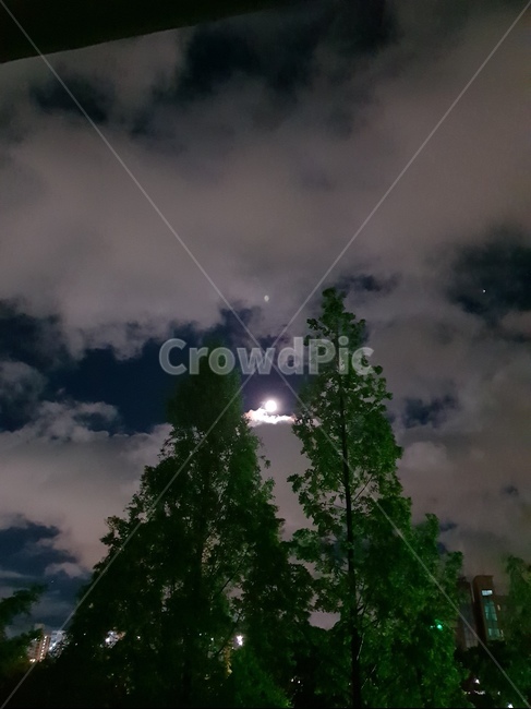 구름,달,나무,야경,밤,야경,밤,풍경,nightscape,night,landscape,식물,자연,plants,nature,나무,trees,wood,outdoors,옥외,weather,날씨