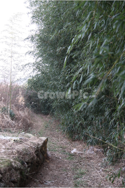풍경,겨울,대나무,숲,자연,자연,풍경,nature,landscape,ground,바닥