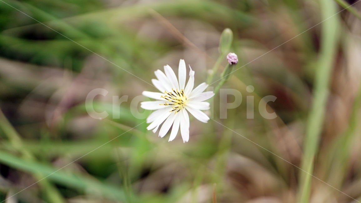 씀바귀,꽃,자연,식물,풀,플라워,flower,nature,감성,감성사진,스냅,스냅사진,snap,snapshot,풍경,landscape,꽃사진,접사,macro,봄,spring,계절,season,한국자연,korea,식물,자연,plants,nature,꽃,flower