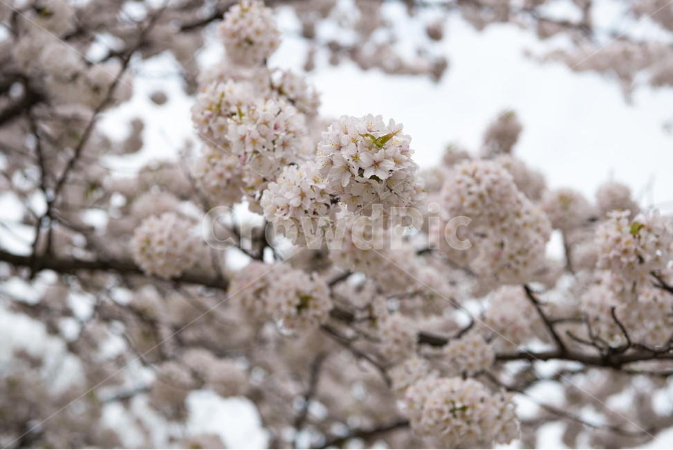 봄,자연,야외,공원,spring,nature,벚꽃,꽃,계절,식물,풍경,빛,season,plants,flower,감성,sensible,feeling