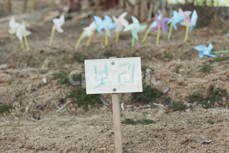 ground,바닥,바람개비,보리,나무표지판,표지파,텃밭,농장