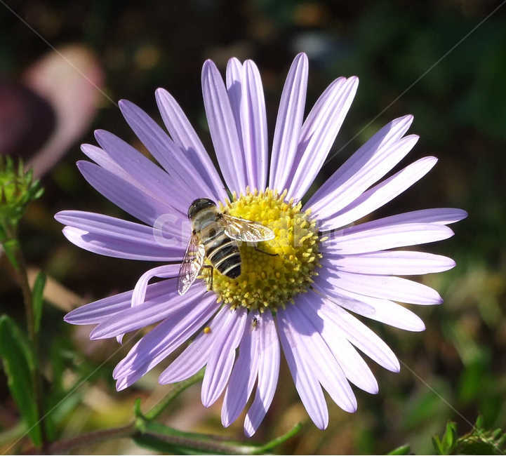 꽃,곤충,식물,여름,summer,식물,자연,plants,nature,꽃,flower,동물,animal,곤충,벌레,insect,bug