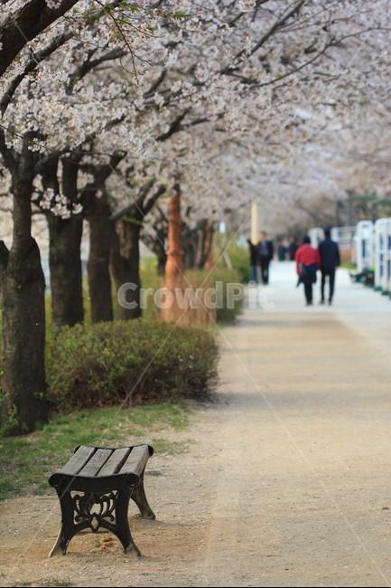 꽃,봄,flower,spring,벚꽃,cherryblossoms,안양천,길,road,의자,bench,봄,계절,spring,season,furniture,가구,벤치,plant,식물