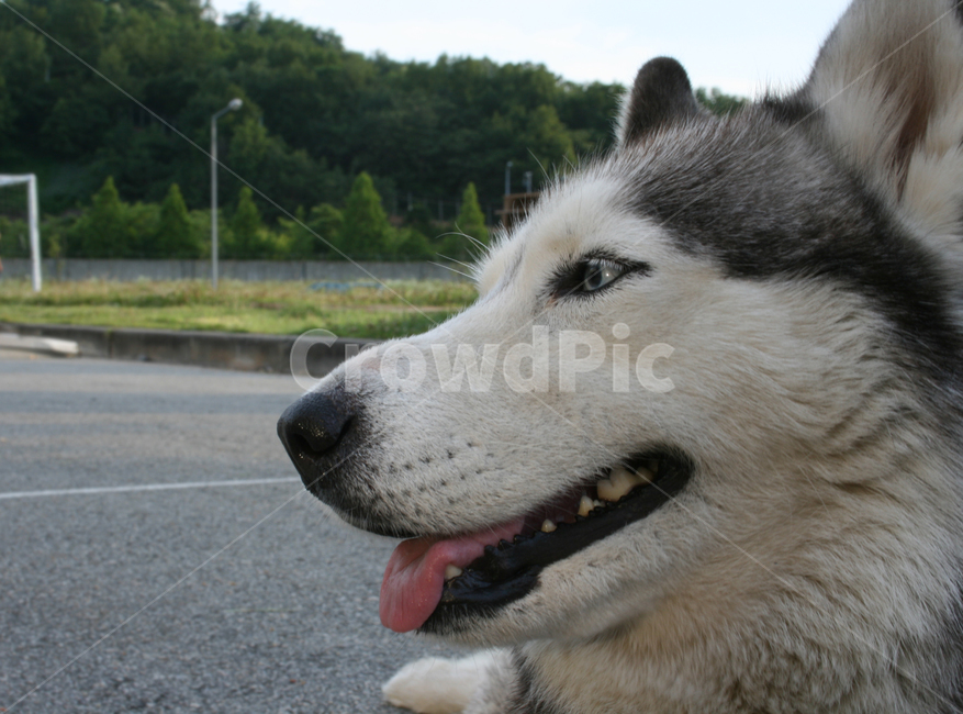 말라뮤트,허스키,개,강아지,강아지옆모습,말라뮤트근접,동물,animal,포유류,mammal,개,강아지,dog,doggy