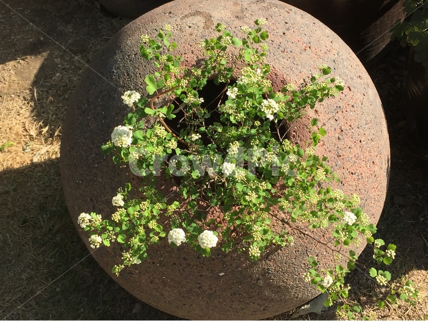 들꽃,하얀꽃,야생화,화분,들풀꽃,식물,자연,plants,nature,꽃,flower
