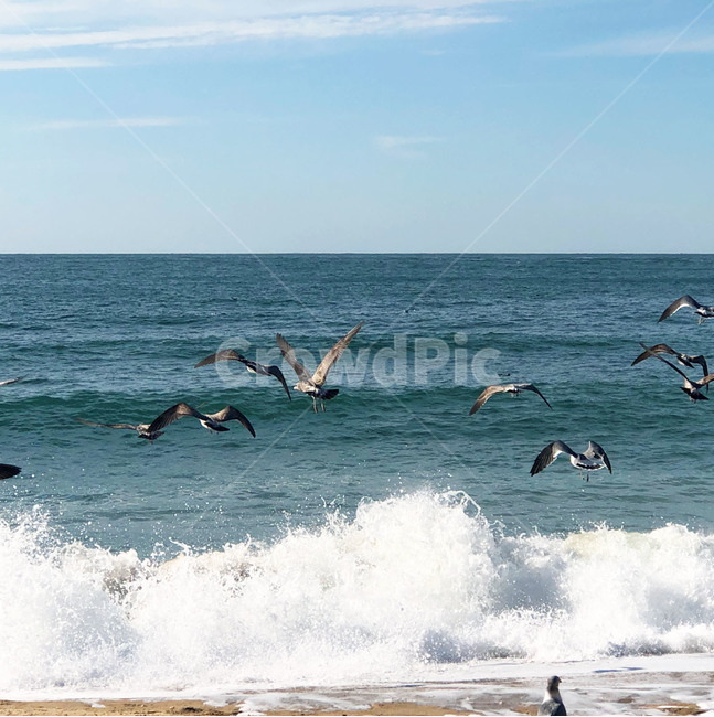 바다,자연,파도,물,새,동물,모래,outdoors,nature,animal,bird,water,sea,푸른,시원한,여행,힐링,자연,풍경,nature,landscape,해변,바다,beach,sea,동물,animal,조류,새,birds,ocean,대양,옥외