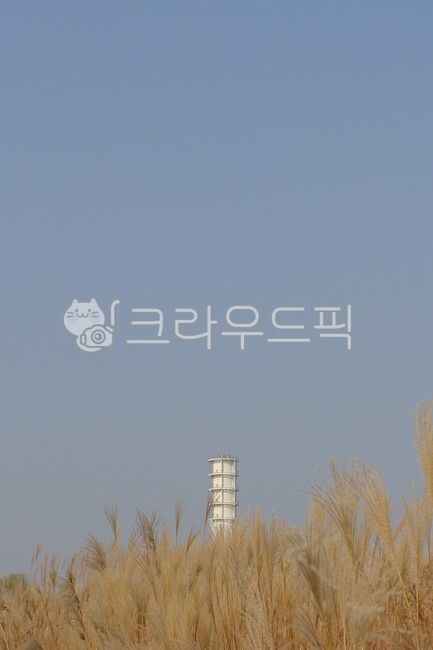nature,Silver grass,cloudless sky,silver grass field,seoul,Sky Park,plant,Korean natural scenery,Korean landmark,Seoul Landmarks