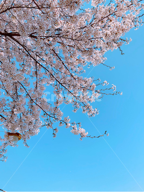 벚꽃,봄,flower,blossom,식물,식물,자연,plants,nature,꽃,flower