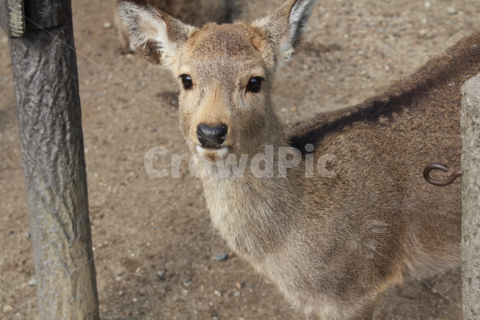 사슴공원,일본,사슴,japan,아기사슴,사슴클로즈업,동물,animal,포유류,mammal