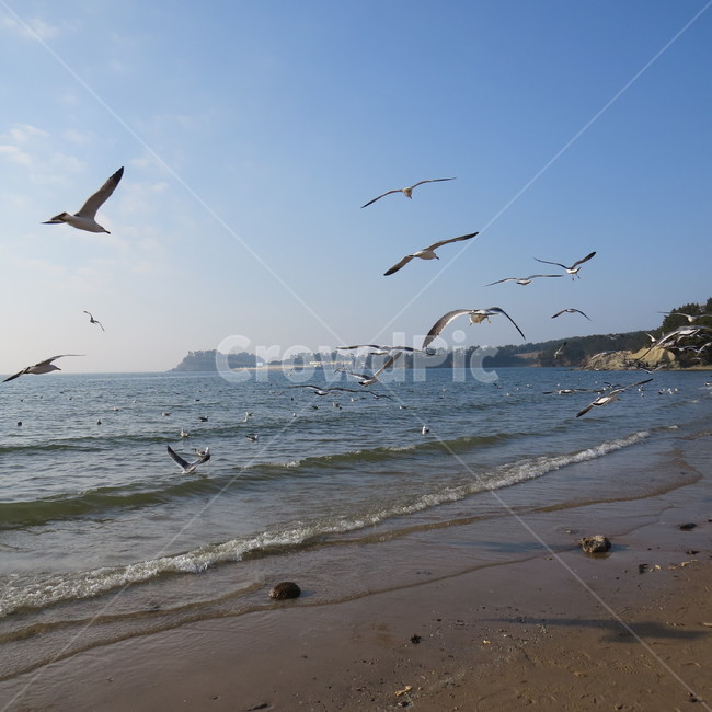바다,격포,해수욕장,바닷가,해안,갈매기,풍경,기분좋은,파란,해변,해변가,동물,animal,조류,새,birds