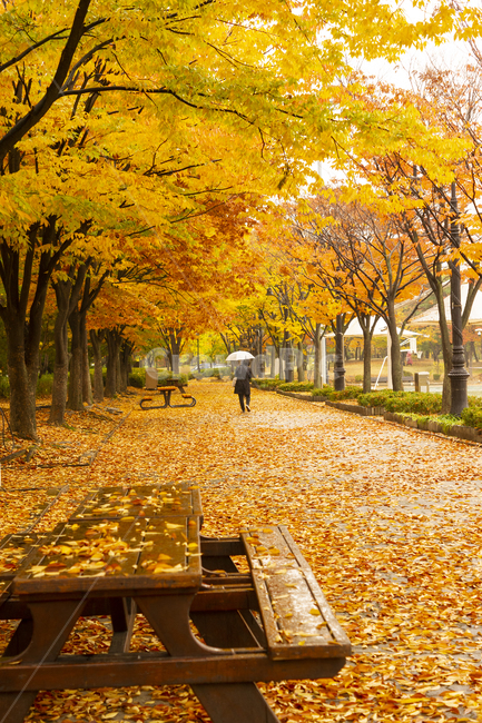 가을소경,낙엽,가울,단풍,단풍길,가을,계절,fall,autumn,season,tree,나무,plant,식물,leaf,잎