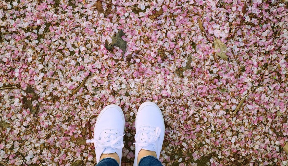 blossom,꽃,plant,식물,flower,꽃잎,신발,운동화,벚꽃,봄,봄풍경,봄배경화면,spring,벚꽃배경화면,식물,자연,plants,nature,꽃,flower