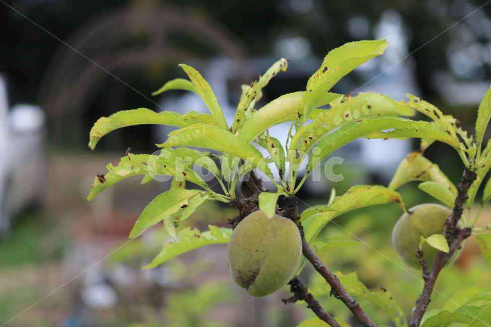 매실,열매,잎,나무,과일,식물,자연,식물,자연,plants,nature,과일,열매,fruit