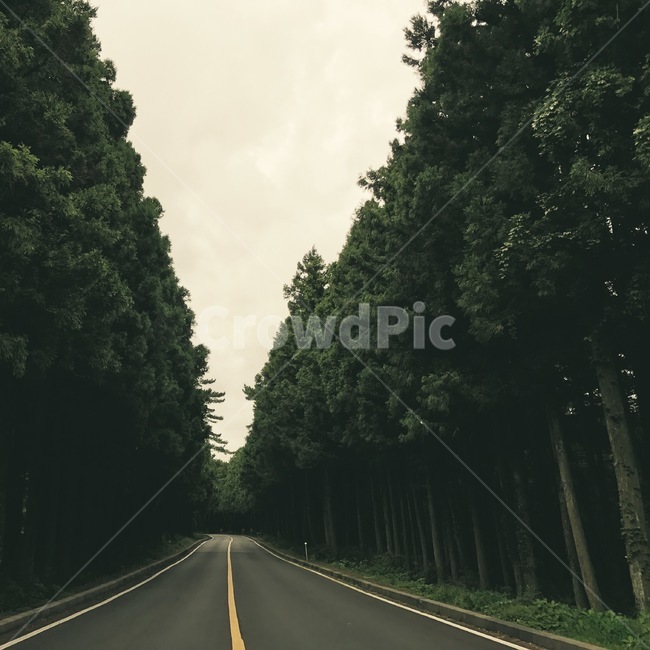 숲,자연,도로,짙은,제주도,자연,풍경,nature,landscape,제주도,jeju,jeju island,교통,교통수단,traffic,transportation,road,highway,고속도로,freeway,고속 도로,tarmac,타맥,asphalt,아스팔트