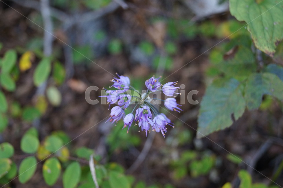 꽃,야생화,식물,들꽃,접사,식물,자연,plants,nature,꽃,flower
