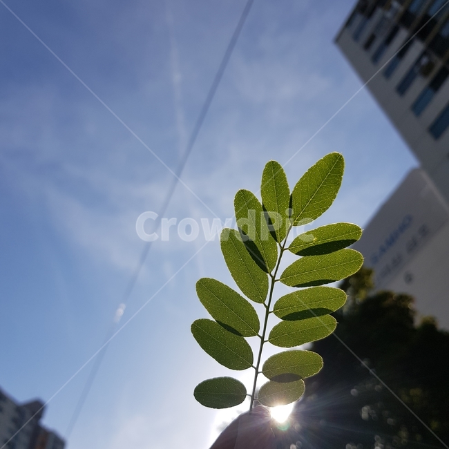 잎,역광,하늘,자연,나뭇잎,녹색,식물,자연,plants,nature