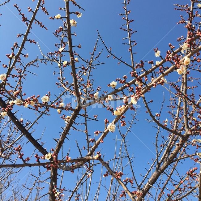 벚꽃,봉오리,꽃봉오리,나무,봄,행복,봄,계절,spring,season,식물,자연,plants,nature,꽃,flower,plant