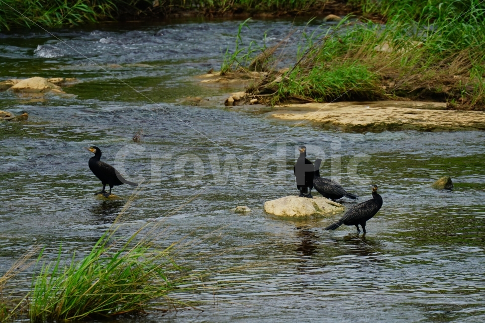 가마우지,철새,새,조류,동물,bird,animal,풍경,자연,nature,landscape,하천,강,river,여름,summer,water,식물,수풀,습지,바위,돌,물살,경기도,동두천,birds,여행,travel,감성,감성사진,힐링,힐링사진,경기북부,야생,들새,경치,스냅,스냅사진,스넵,스넵사진,snap,한국의자연,한국풍경,동물,animal,조류,새,birds
