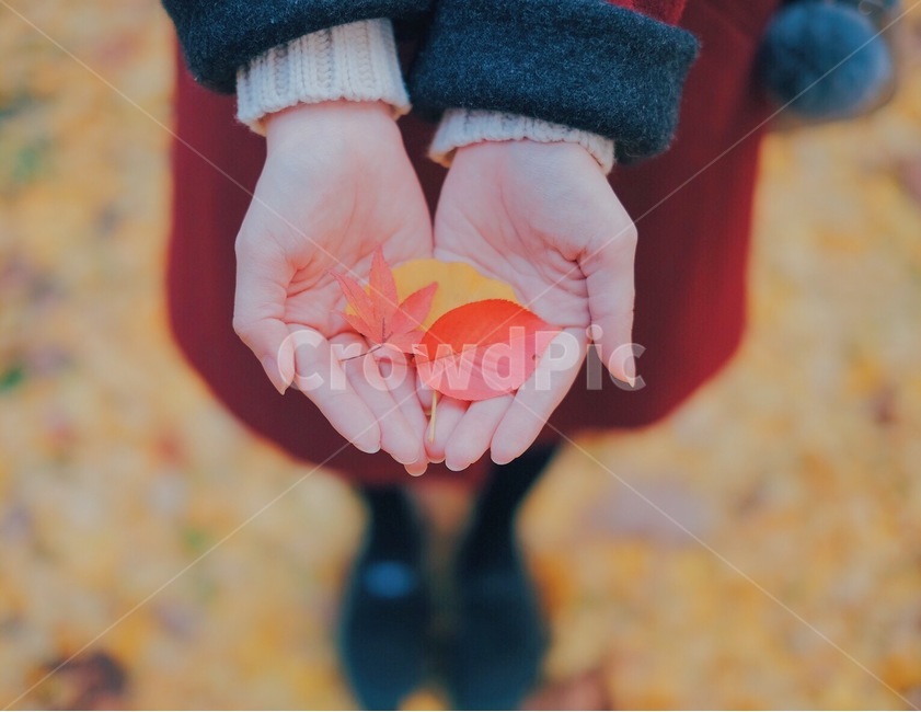 단풍,낙엽,감성사진,가을,자연,가을,계절,fall,autumn,season,감성,sensible,feeling,색깔,색상,색채,색감,color sense,color sensitivity,feeling of color