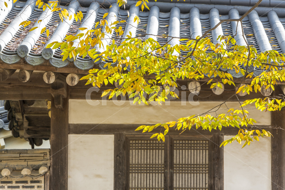 단풍,기와,전통가옥,선,가을,가을,계절,fall,autumn,season,한국전통,한국문화,korean traditional,korean culture,건축물,건물외관,exterior,building,structure,architecture,construction