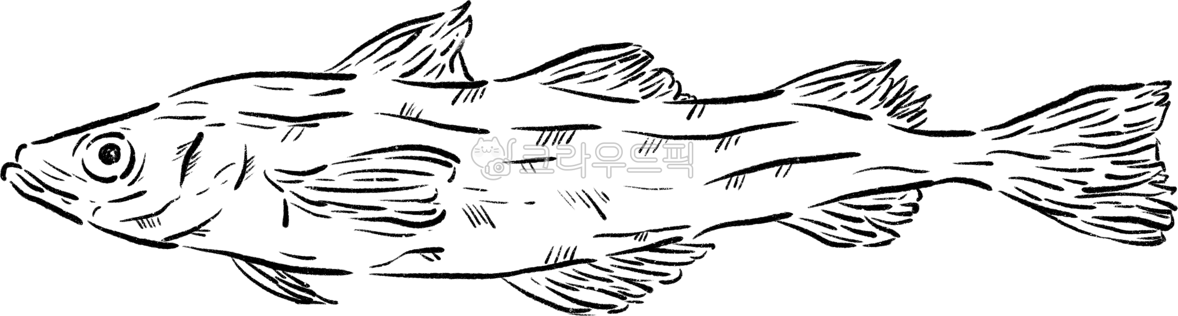 명태, 동태, 황태, 생선, 물고기, 사진,이미지,일러스트,캘리그라피 - rntmf66작가