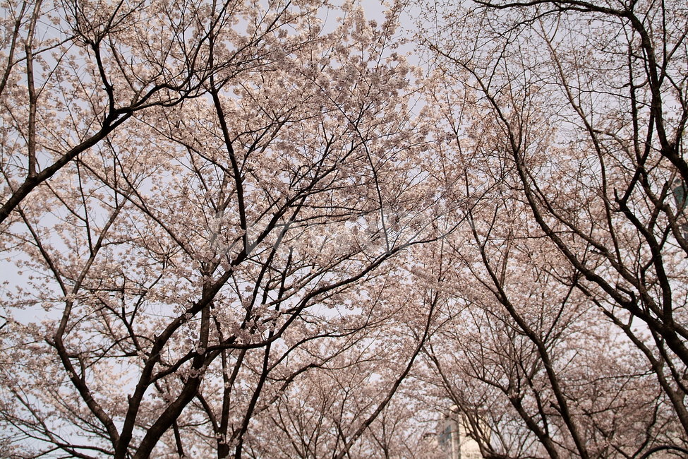 봄,벚꽃,꽃,핑크,풍경,경치,계절,식물,자연,감성,색상,색채,색감,컬러,plants,pink,flower,sense,color