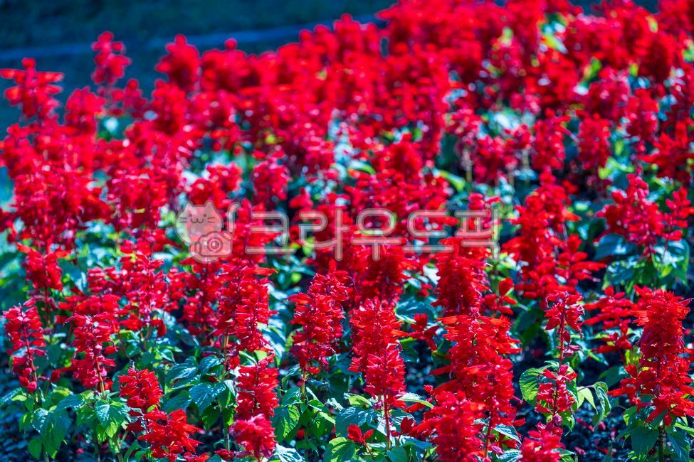 붉은꽃,꽃밭,봄꽃,flower,nature,floral,식물,가든뷰