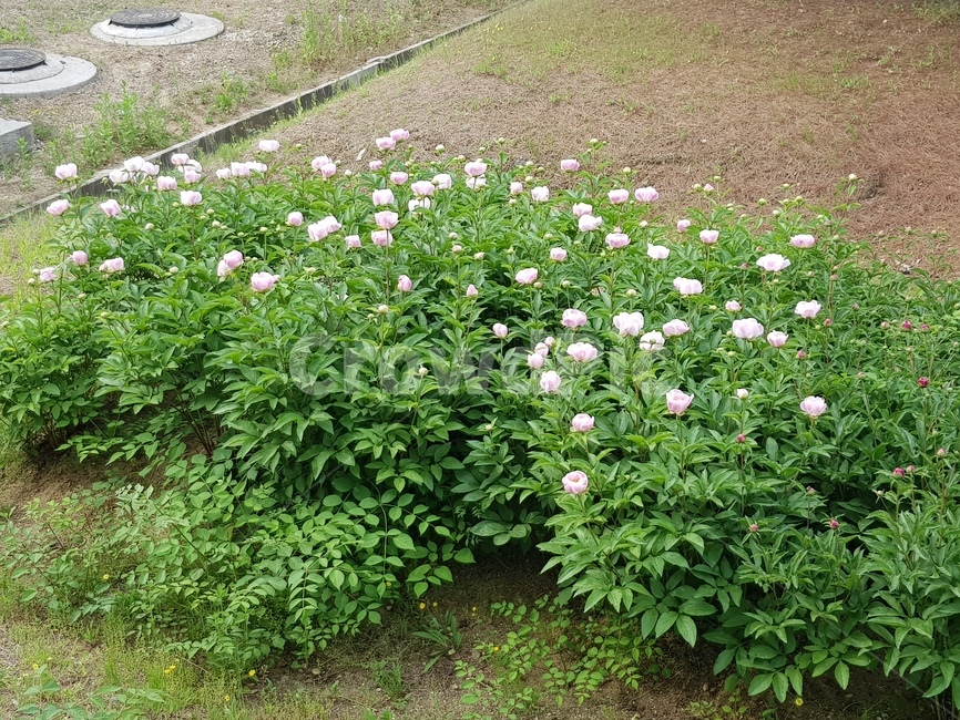 꽃,꽃밭,핑크로즈,여름,장미