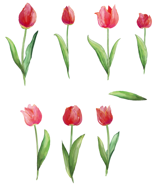 꽃,일러스트,이벤트,백그라운드,세일,할인,초대장,카드,표지,편집,편집디자인,브로슈어,브로셔,비주얼,vip,럭셔리,고급,프리미엄,결혼,웨딩카드,웨딩,마음,일러스트레이션,그리기,곱다,수채화,디자인,자연,축하,아트,책,잎사귀,잎,풍성하다,분홍,핑크,잎파리,배경,봄,튤립,빨강,레드,붉다,초록,튤립축제,꽃,flower,그래픽,일러스트레이션,graphic,illustration