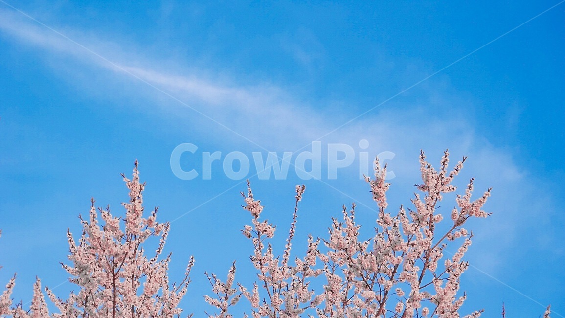 하늘,노을,벚꽃,꽃,감성,색감,풍경,flower,sky,landscape,nature,sunset,blossom,cherryblossom,봄,계절,spring,season,자연,풍경,nature,landscape,plant,식물
