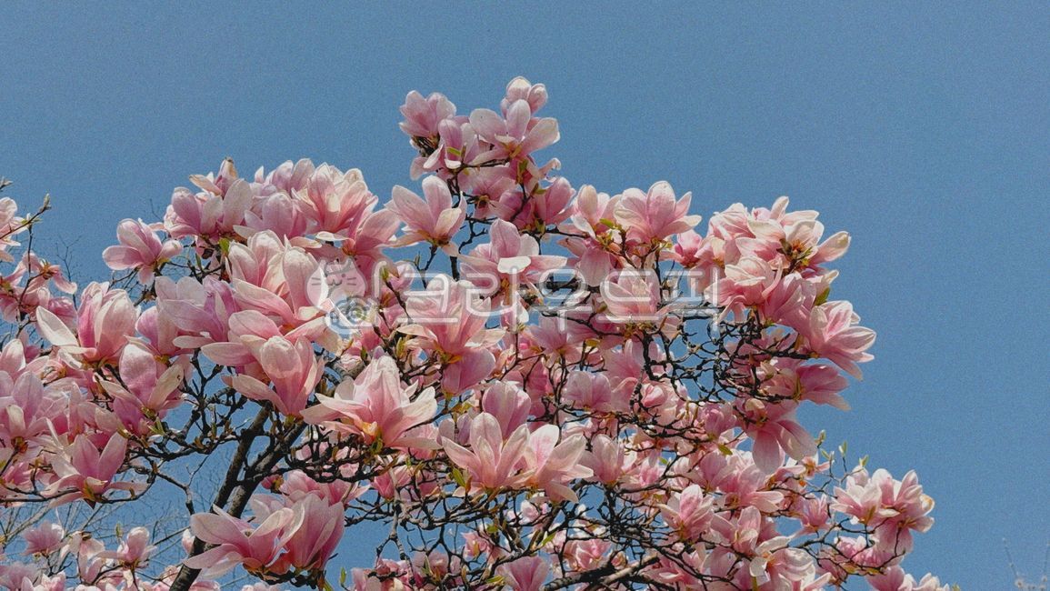 꽃,봄,목련,봄꽃,분홍꽃