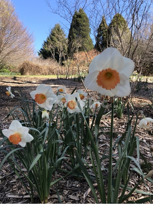 자연,plant,식물,flower,꽃