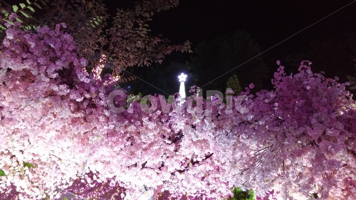 야경,벚꽃야경,일루미네이션,핑크핑크,가짜벚꽃,봄,계절,spring,season,야경,밤,풍경,nightscape,night,landscape,plant,식물,blossom,꽃,flower