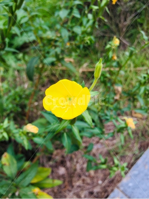 plant,식물,노랑,화분,잎,식물,자연,plants,nature,꽃,flower