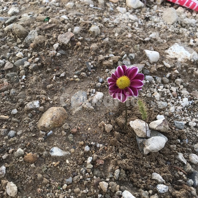 꽃,강아지풀,돌,흙,땅,식물,자연,plants,nature,꽃,flower