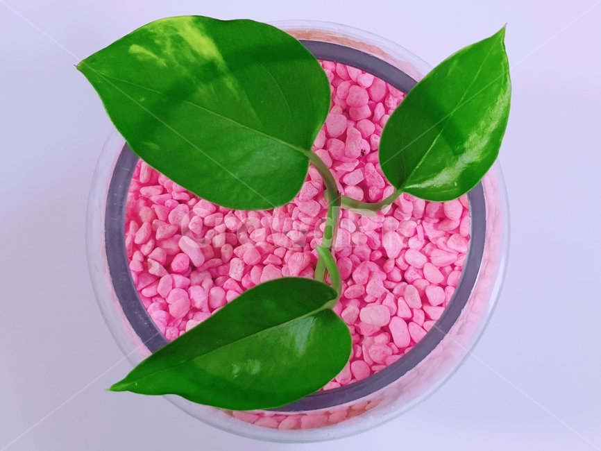 plant,식물,leaf,잎,화분,환경